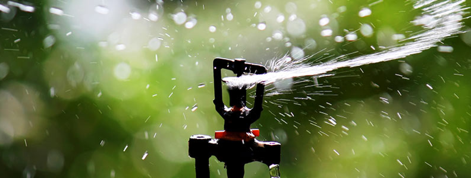 How To Water New Turfgrass Sod TriTurf Sod Farms, Inc.