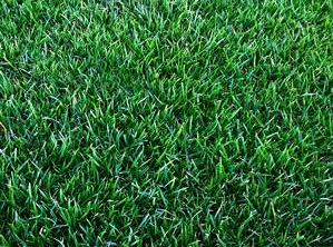 geozoysia_grass2 geozoysia_grass2